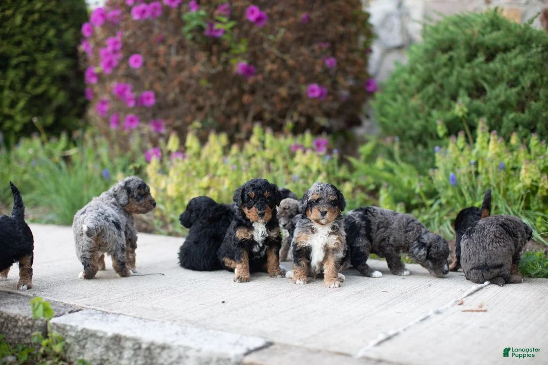 Mini Bernedoodle dogs for sale: Pearl - Ad 2