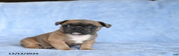French Bulldog dogs for sale: Yeller - Ad 3