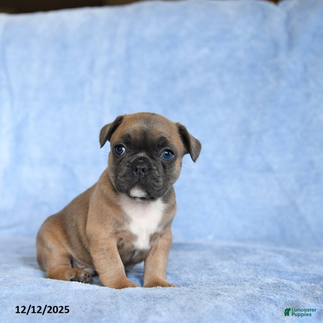 French Bulldog dogs for sale: Yeller - Ad 3