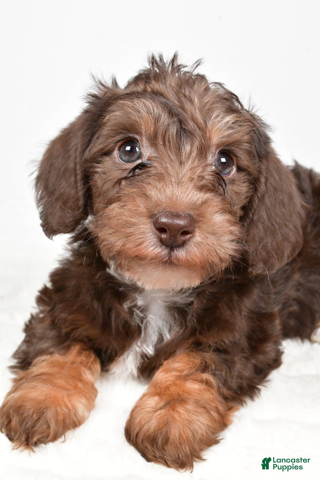 Mixed Breed dogs for sale: Pluto - Ad 3