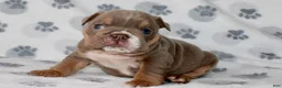 English Bulldog dogs for sale: Penny - Ad 2