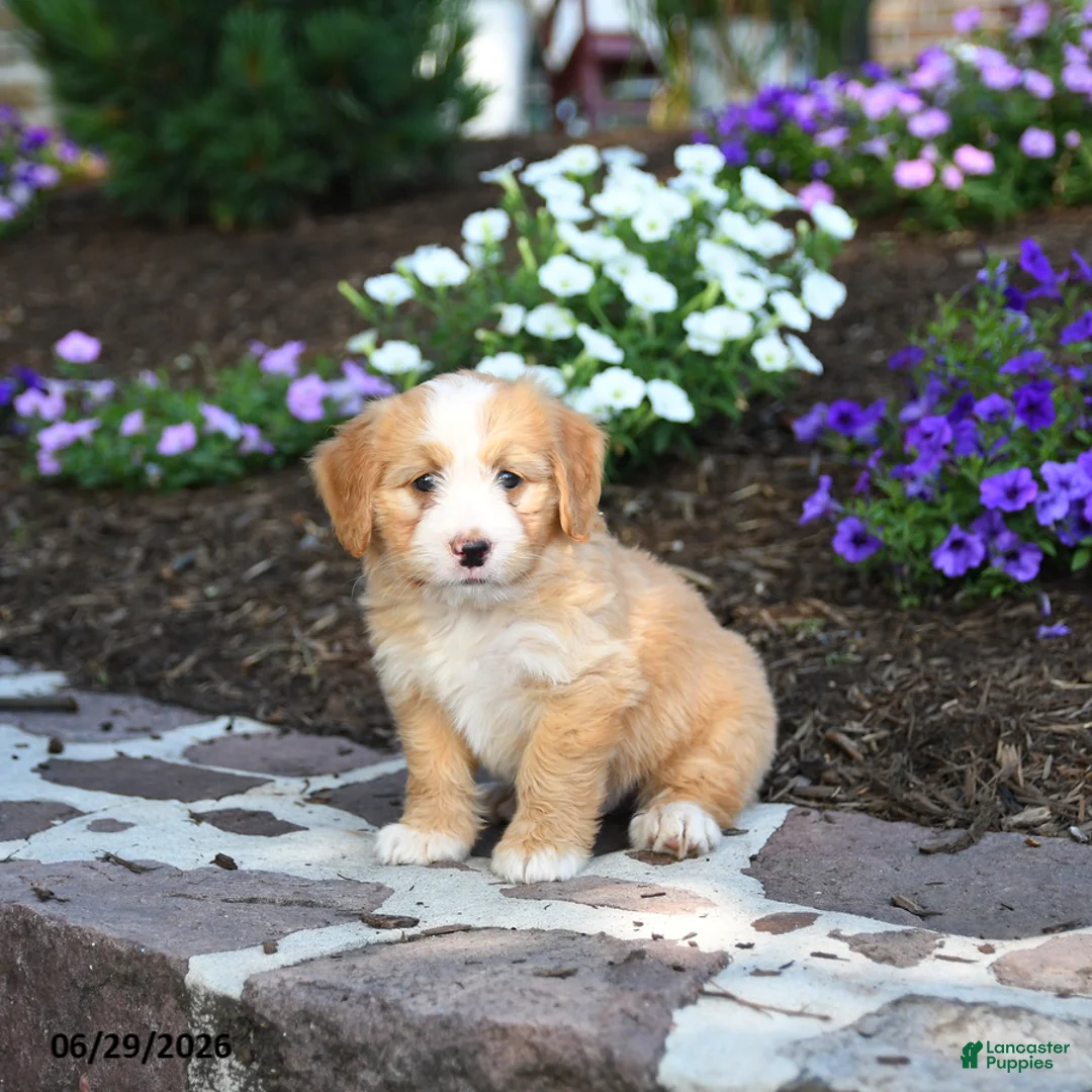 Mini Bernedoodle dogs for sale: Pedro - Ad 1