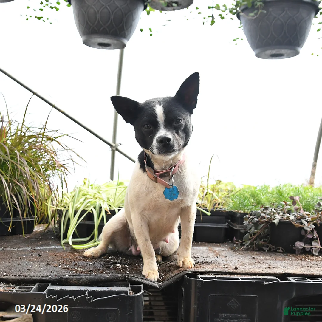 Mixed Breed dogs for sale: Oakley - Ad 4