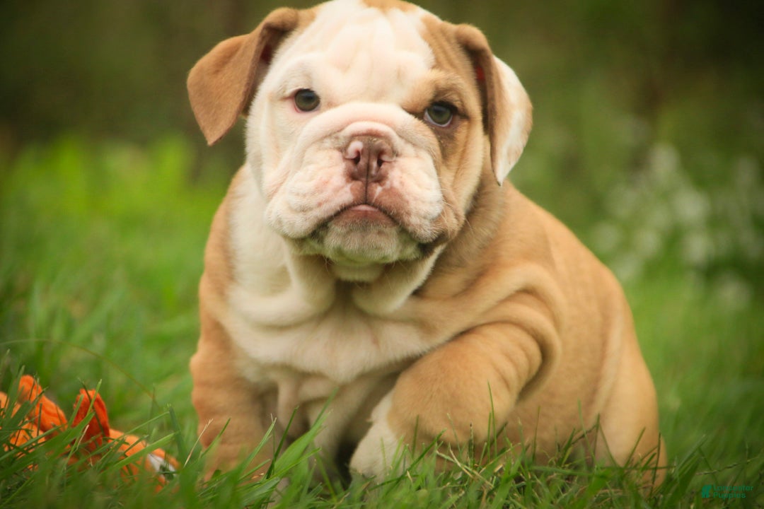 Bulldog (Bulldog, Female) in Shipshewana, IN