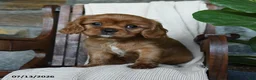 Cavalier King Charles Spaniel dogs for sale: Kyla - Ad 4
