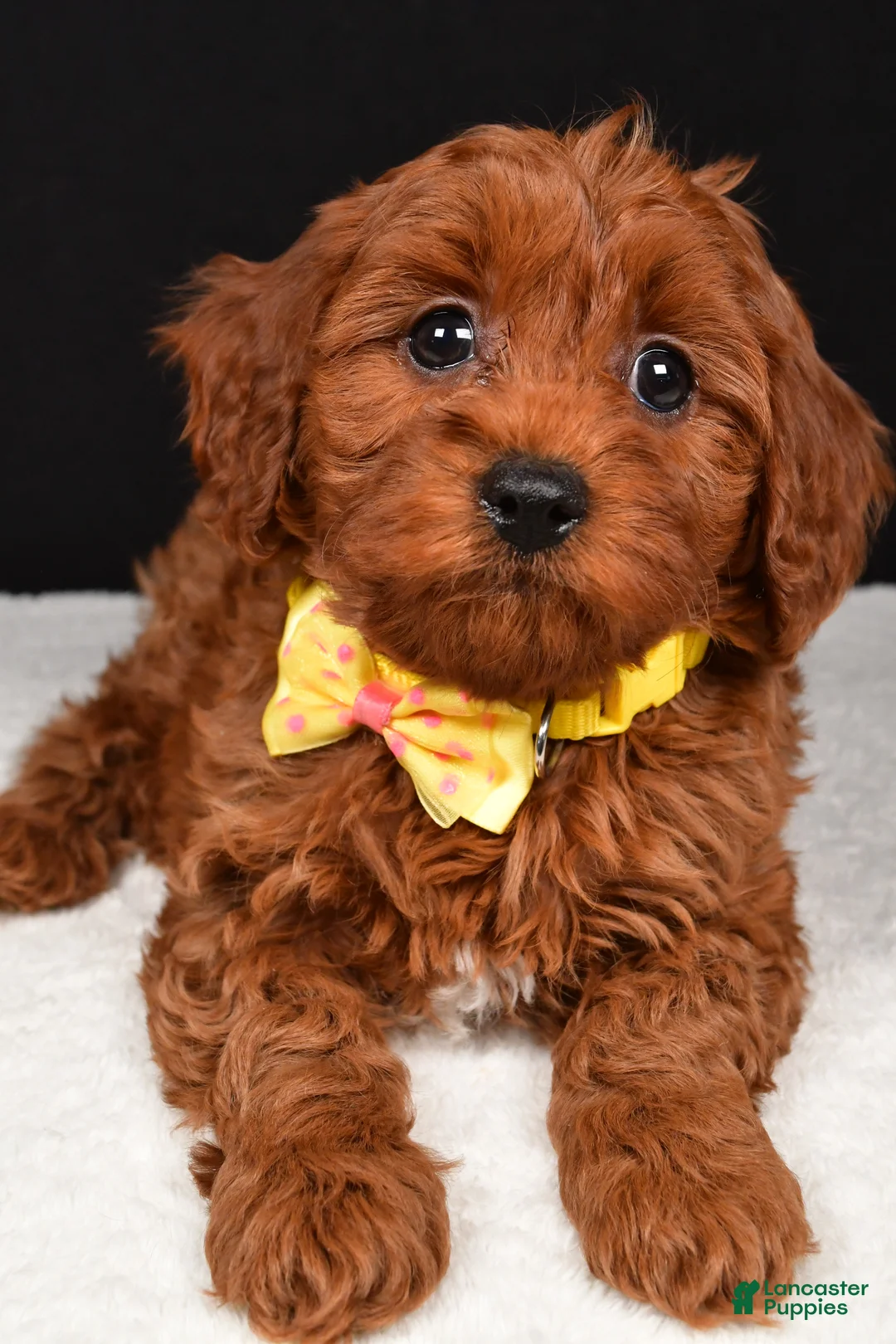 Cavapoo dogs for sale: Benny - Ad 4