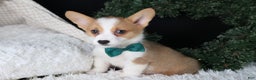 Welsh Corgi Pembroke dogs for sale: Hunter - Ad 11