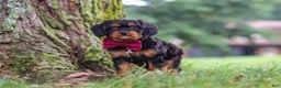 Cavapoo dogs for sale: Kai - Ad 4