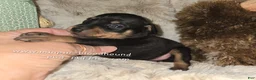 Miniature Pinscher dogs for sale: Callie black tan - Ad 4