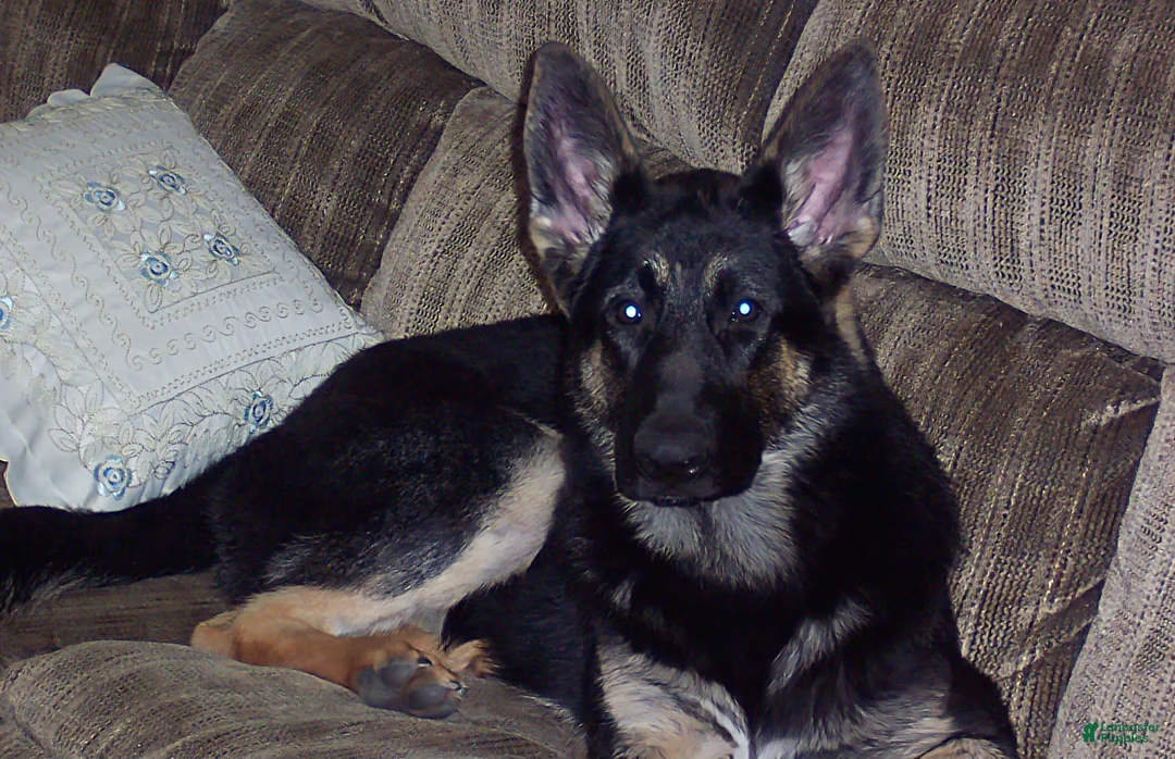 German Shepherd dogs for sale: Luna (8) - Ad 7