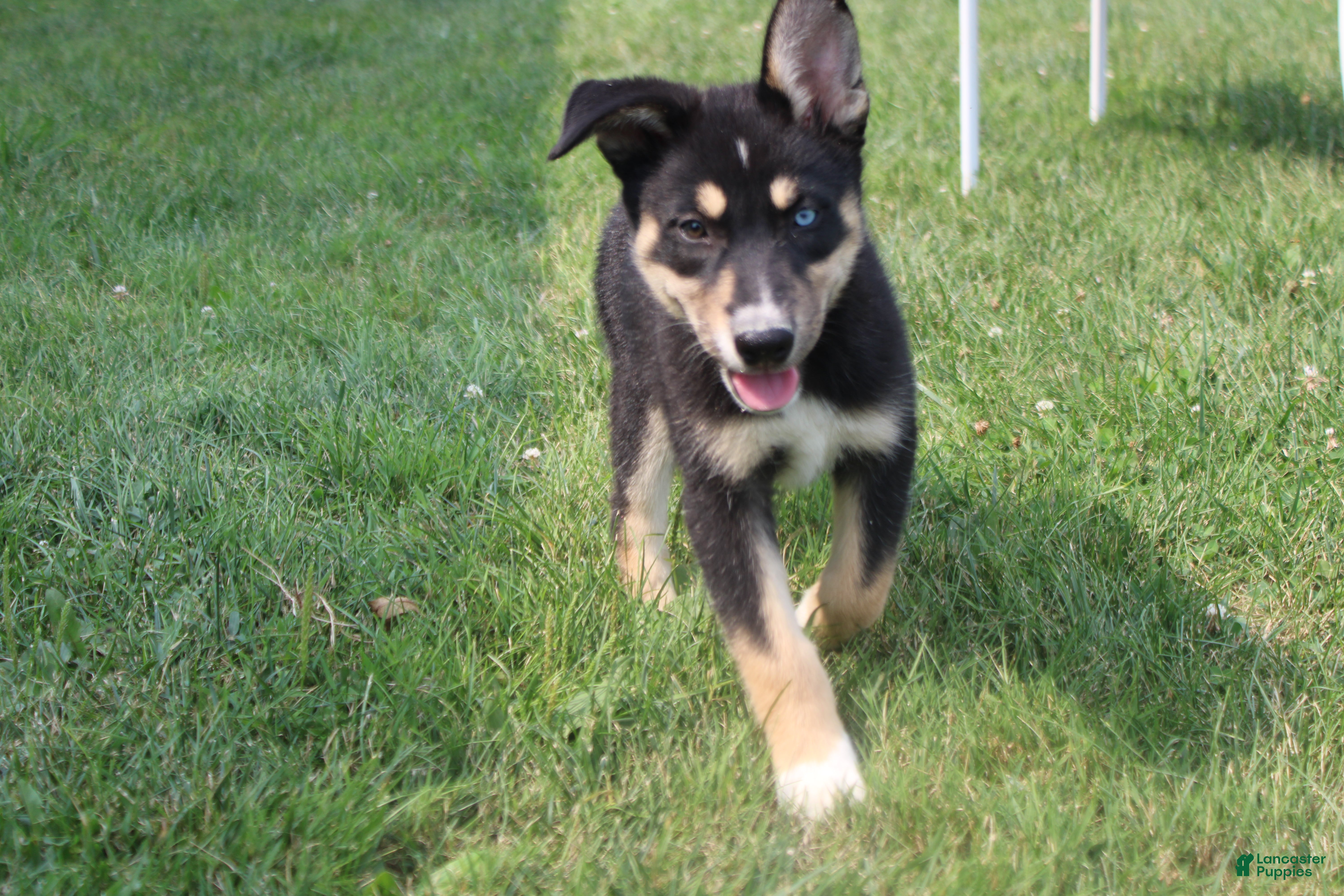 Mixed Breed dogs Dahlia  - Ad 9
