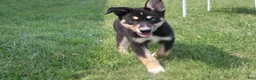 Mixed Breed dogs for sale: Dahlia  - Ad 1