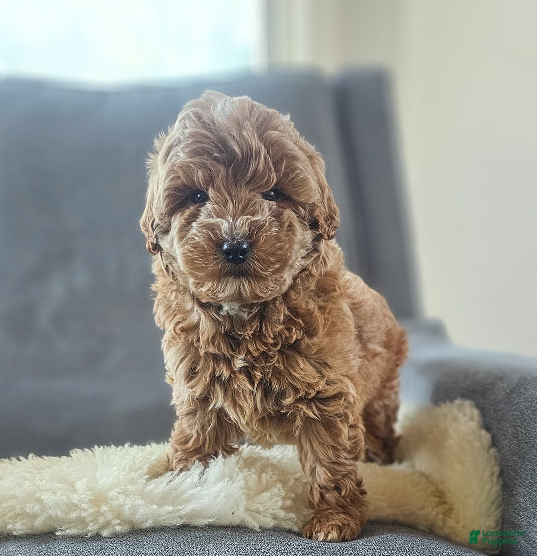 Mini Goldendoodle dogs for sale: Sam - Ad 1