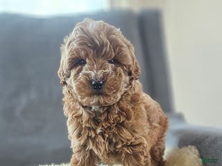 Mini Goldendoodle dogs Sam - Ad 2