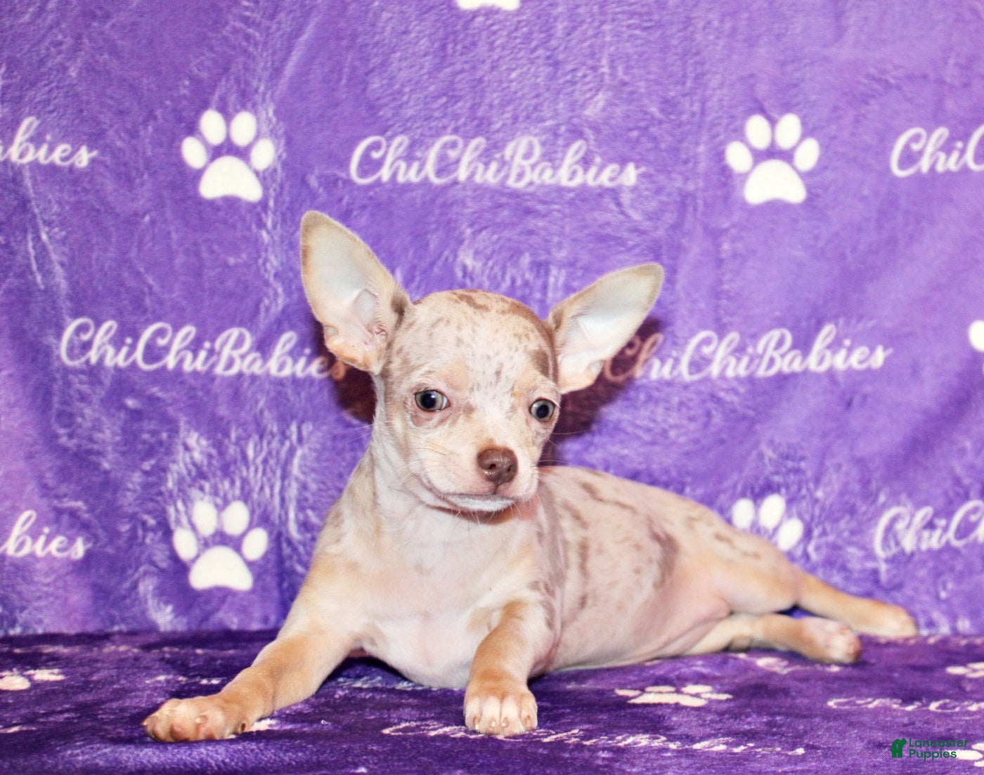 Chihuahua dogs Vera - Ad 30