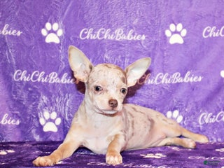 Chihuahua dogs Vera - Ad 30