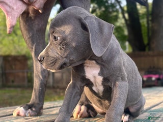 Mixed Breed dogs - Ad 9