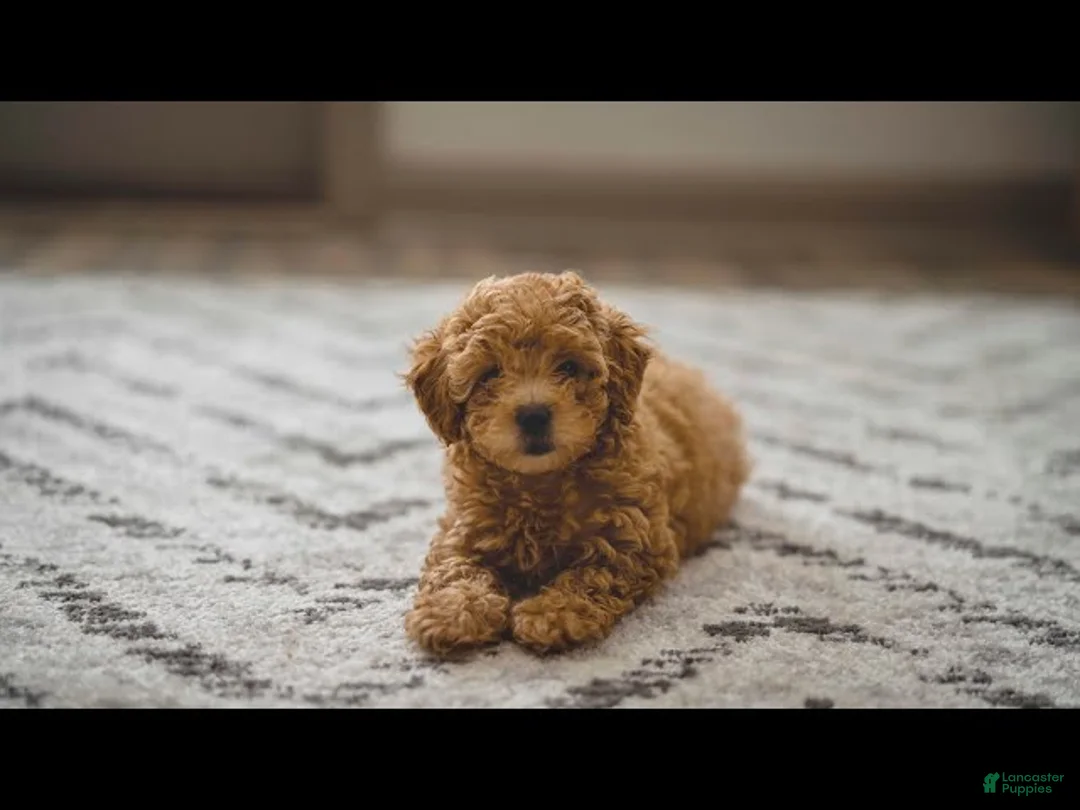 Toy Poodle dogs for sale: June - Ad 1