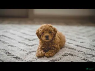 Toy Poodle dogs June - Ad 30
