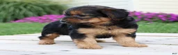 Yorkiepoo dogs for sale: Cookie - Ad 3