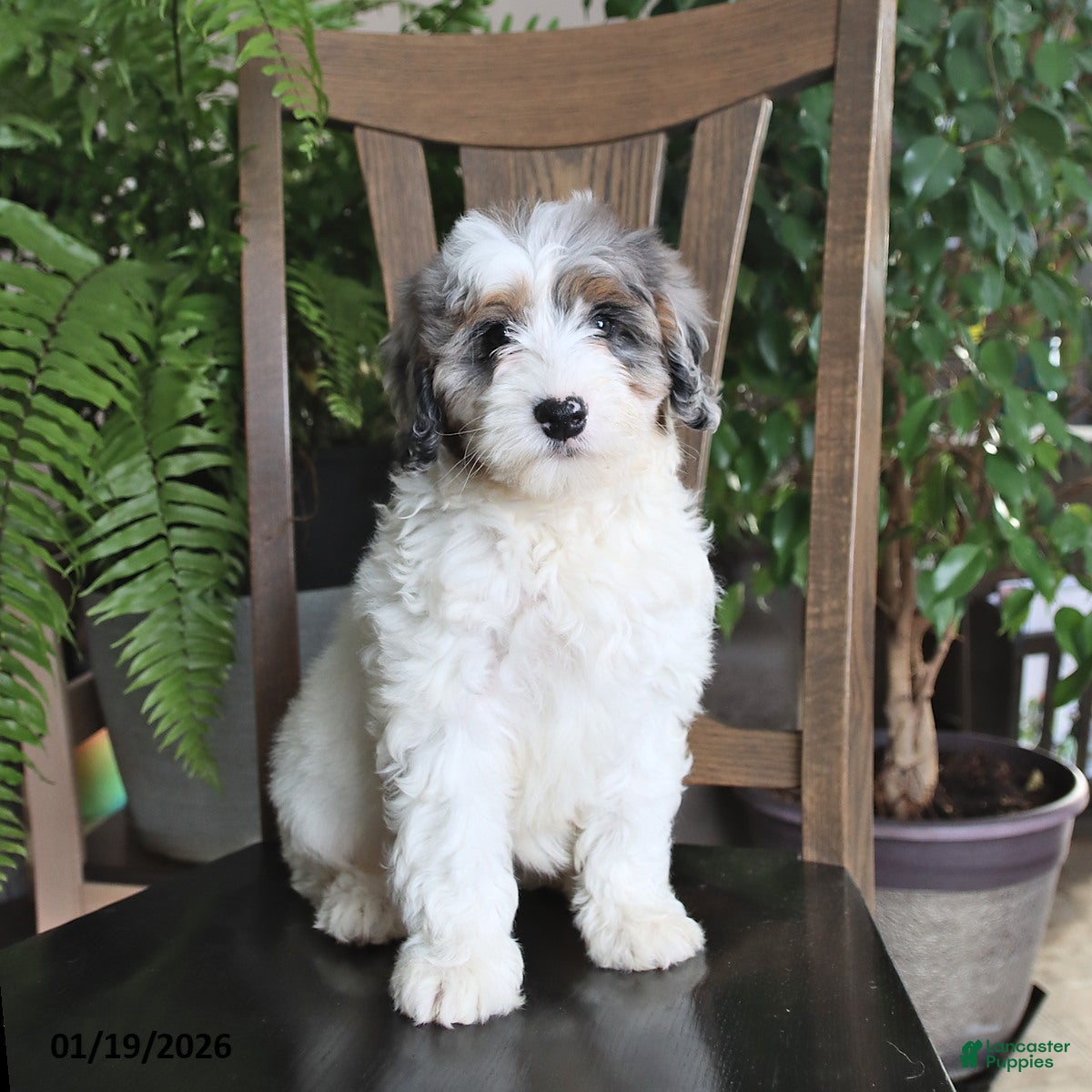 Mini Bernedoodle dogs Truffles - Ad 30