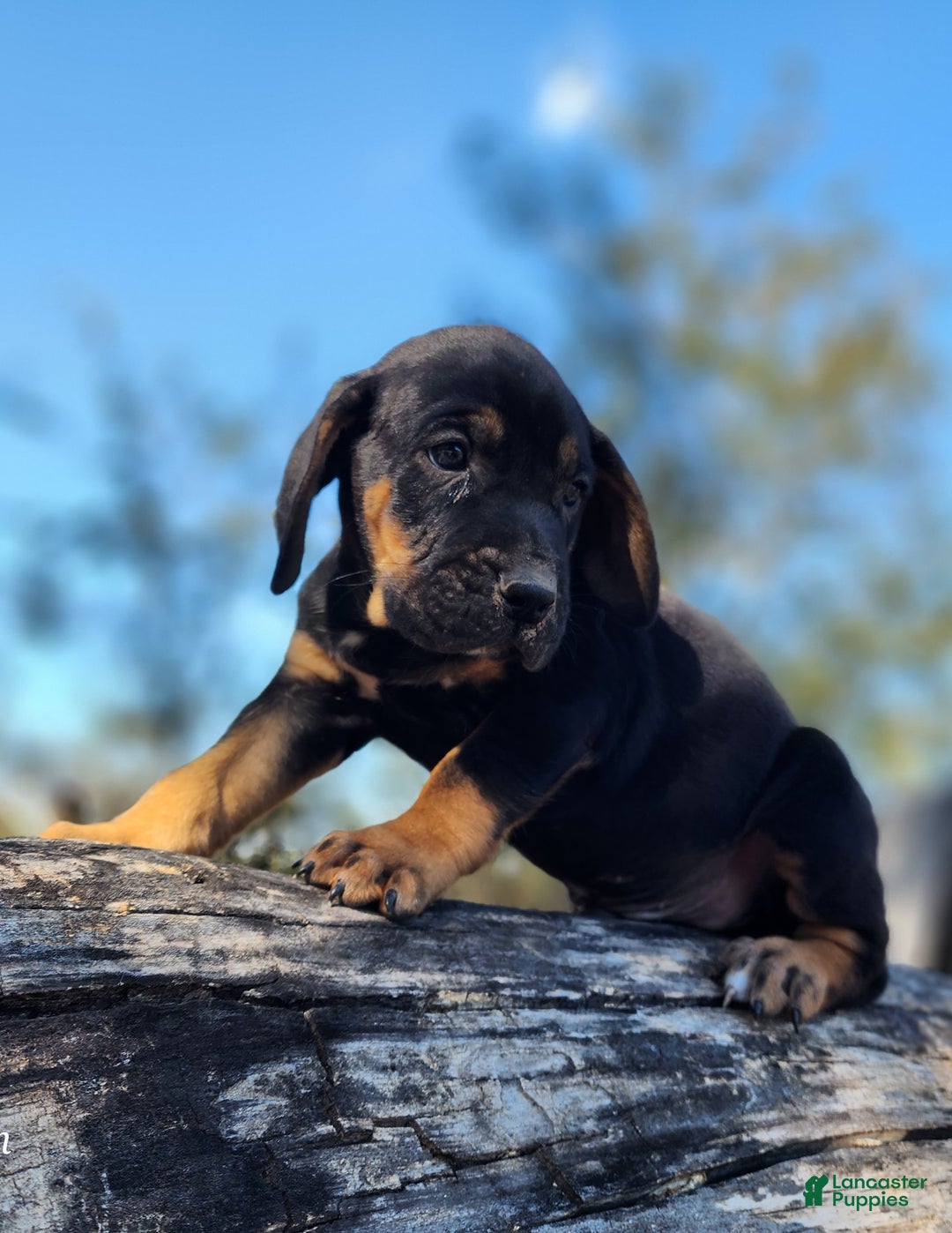 Mixed Breed dogs for sale: Fall 2025 Bloodahoula Male 1 - Ad 10