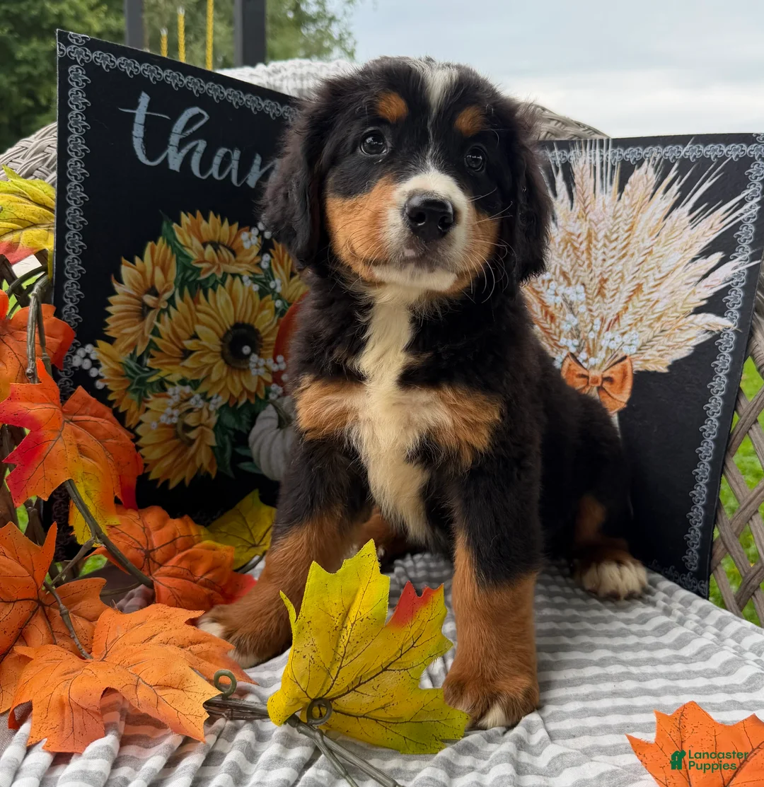 Bernese Mountain Dog dogs for sale: Blitz - Ad 1