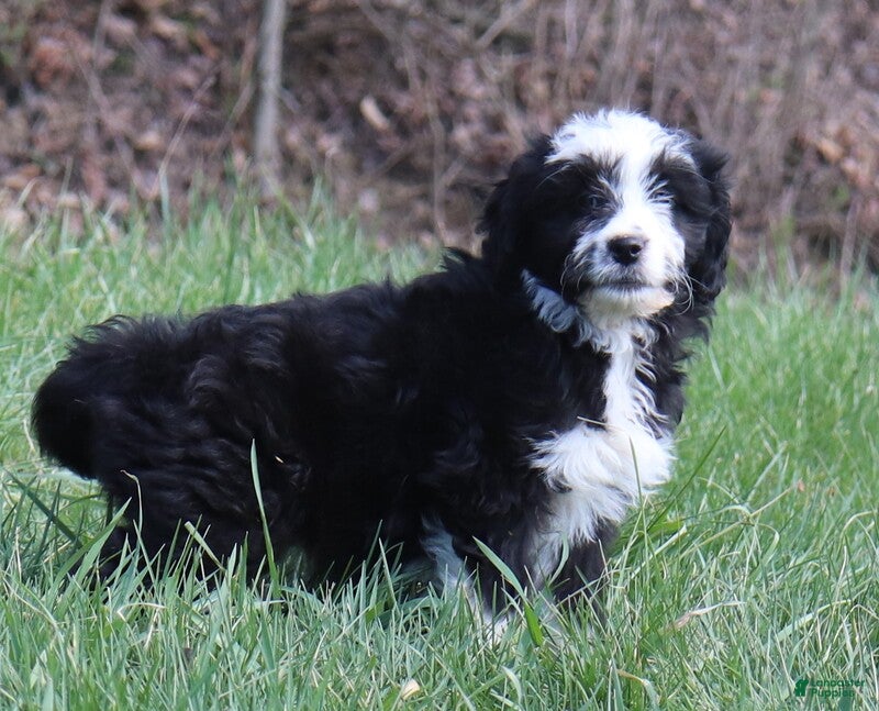 Goldendoodle dogs Goldendoodle Puppy 4 - Ad 42