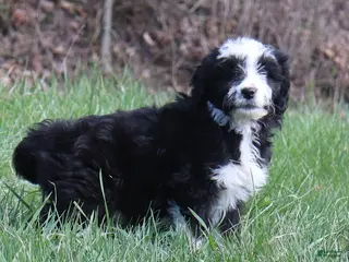 Goldendoodle dogs Goldendoodle Puppy 4 - Ad 42