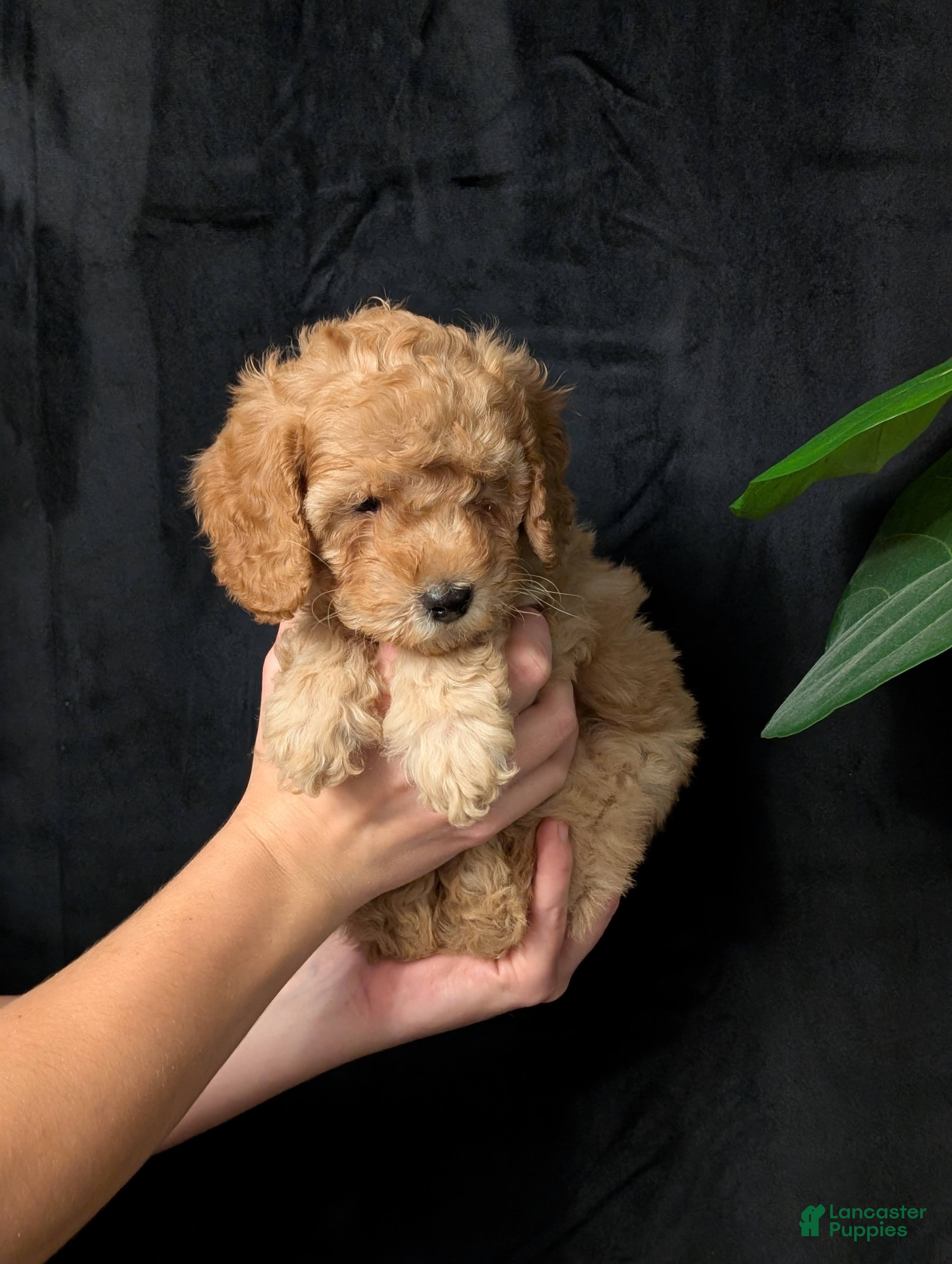 Cavapoo dogs Tundra - Ad 2