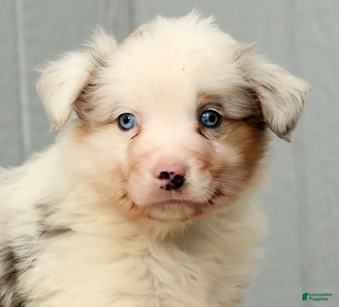 Australian Shepherd dogs for sale: Gordy - Ad 9