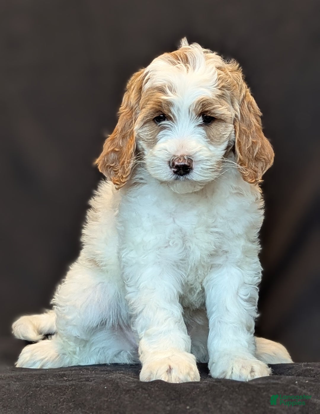 Goldendoodle dogs for sale: Honey  - Ad 7