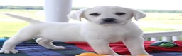 Labrador Retriever dogs for sale: Gracie - Champ lines - Ad 2