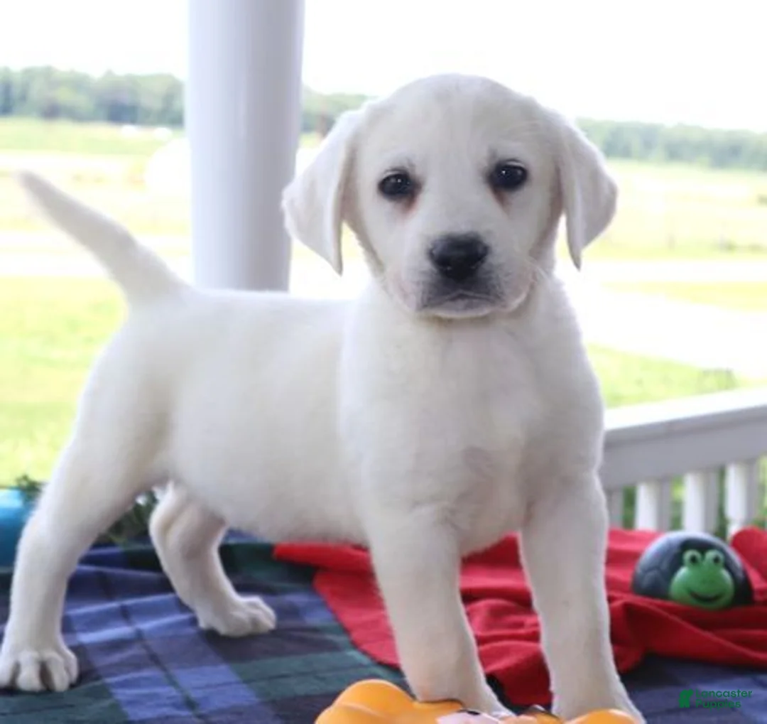 Labrador Retriever dogs for sale: Gracie - Champ lines - Ad 2