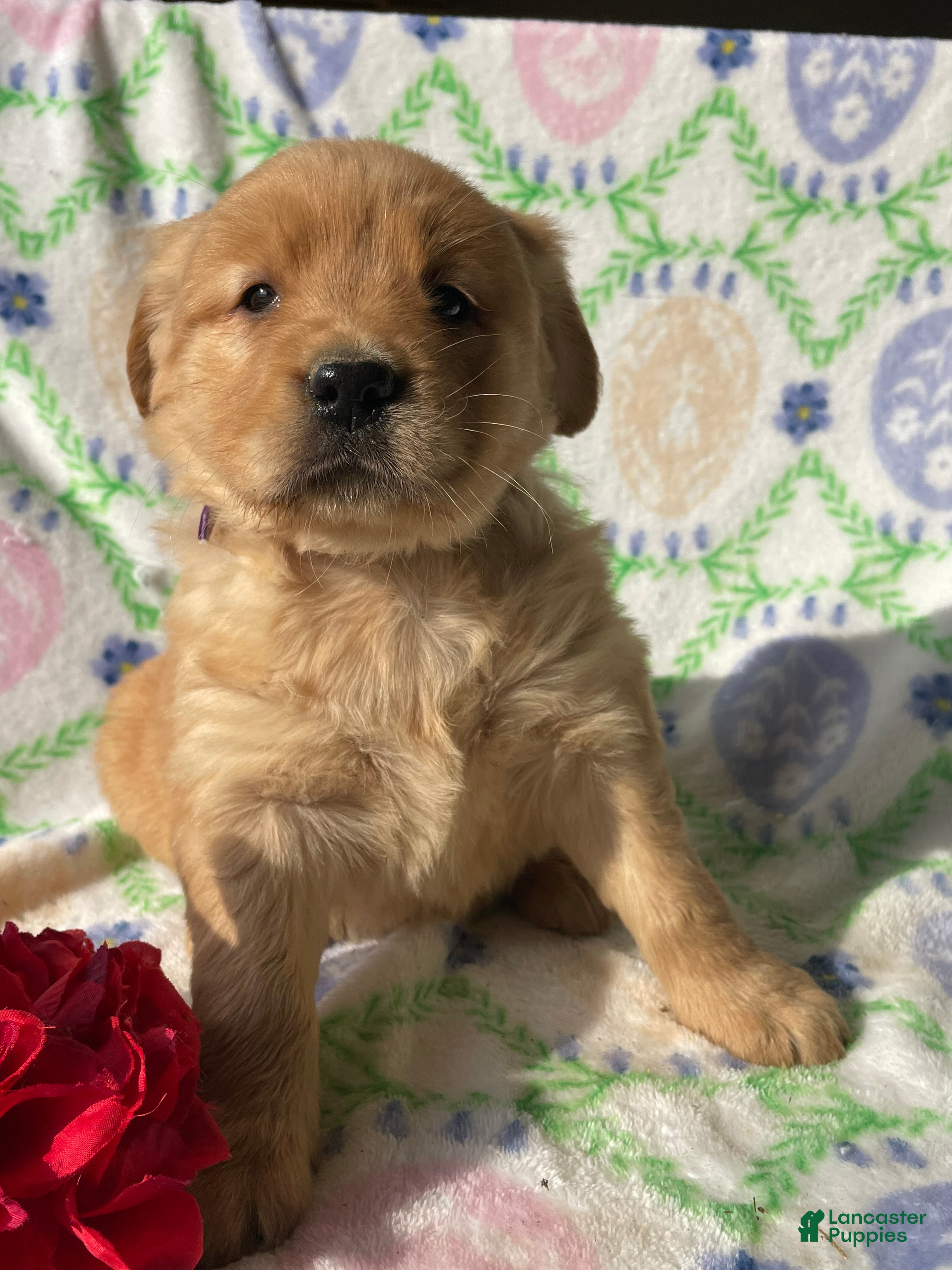 Golden Retriever dogs Ginger - Ad 21