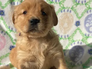 Golden Retriever dogs Ginger - Ad 21