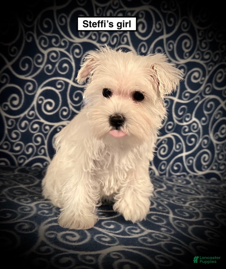 Miniature Schnauzer dogs AKC Steffi's Girl - Ad 12