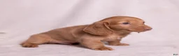 Miniature Dachshund dogs for sale: Peanut - Ad 16