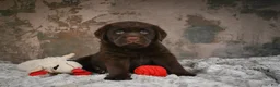 Labrador Retriever dogs for sale: Scout - Ad 7