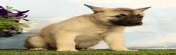 Mixed Breed dogs for sale: Kiki - Ad 5