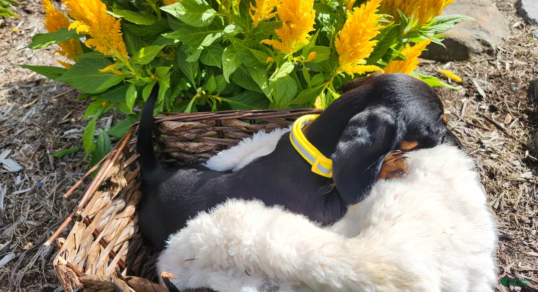 Miniature Dachshund dogs for sale: Zara - Ad 19