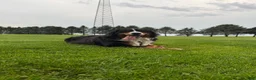 Mini Bernedoodle dogs for sale: Roamer - Ad 6