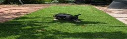 French Bulldog dogs for sale: French Bulldog Puppy 1 - Ad 3