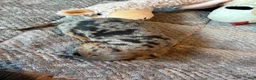 Dachshund dogs for sale: Dachshund 2 - Ad 7