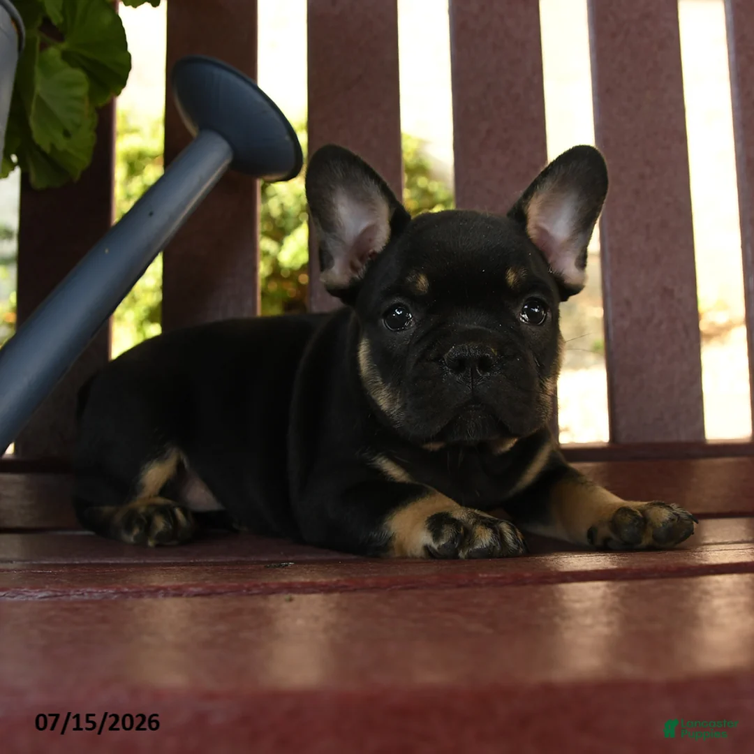 French Bulldog dogs for sale: Hamlet - Ad 1