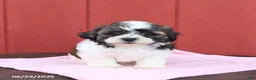 Malshi dogs for sale: Sweetie - Ad 3