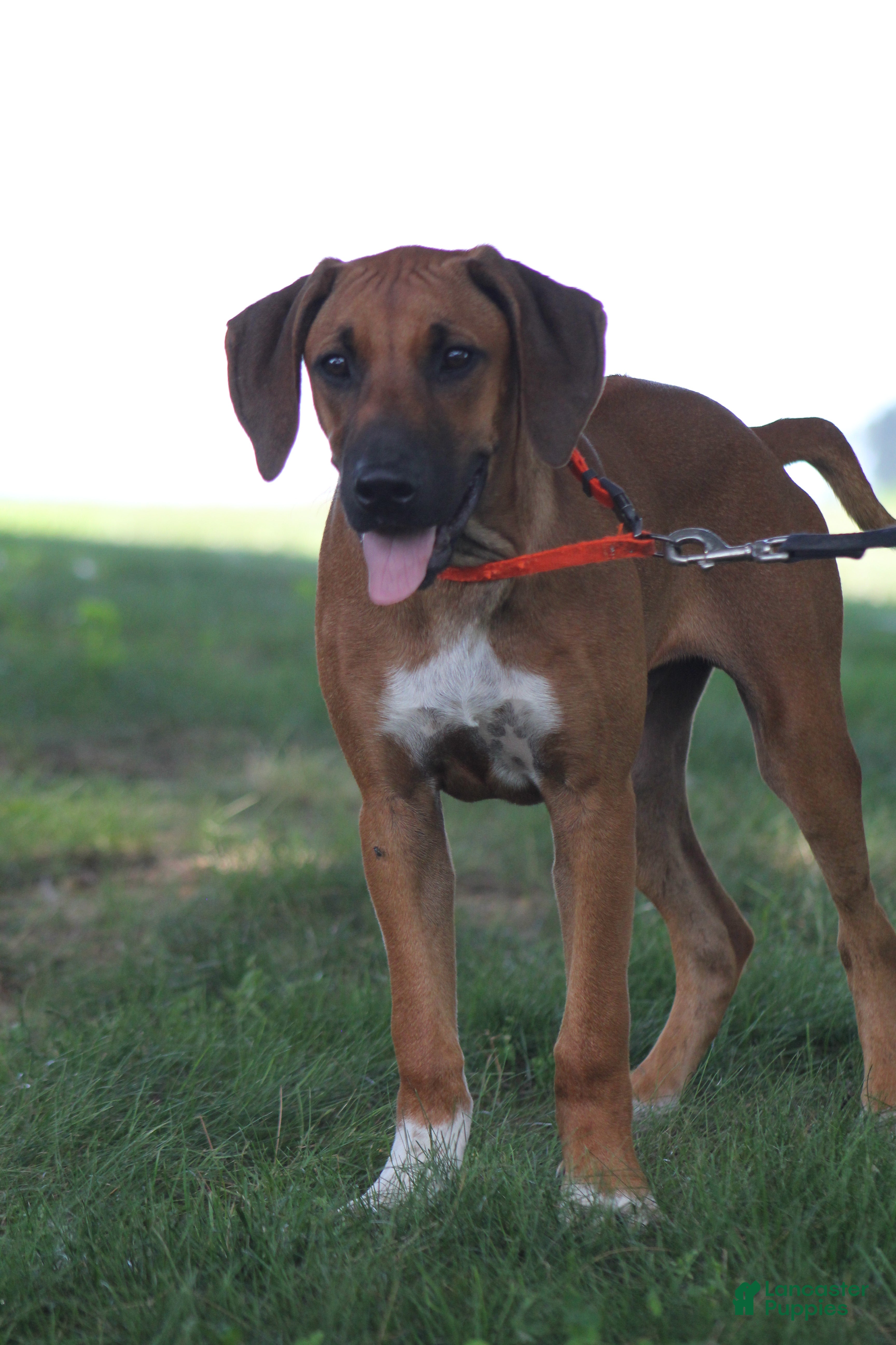 Rhodesian Ridgeback dogs Clyde - Ad 2
