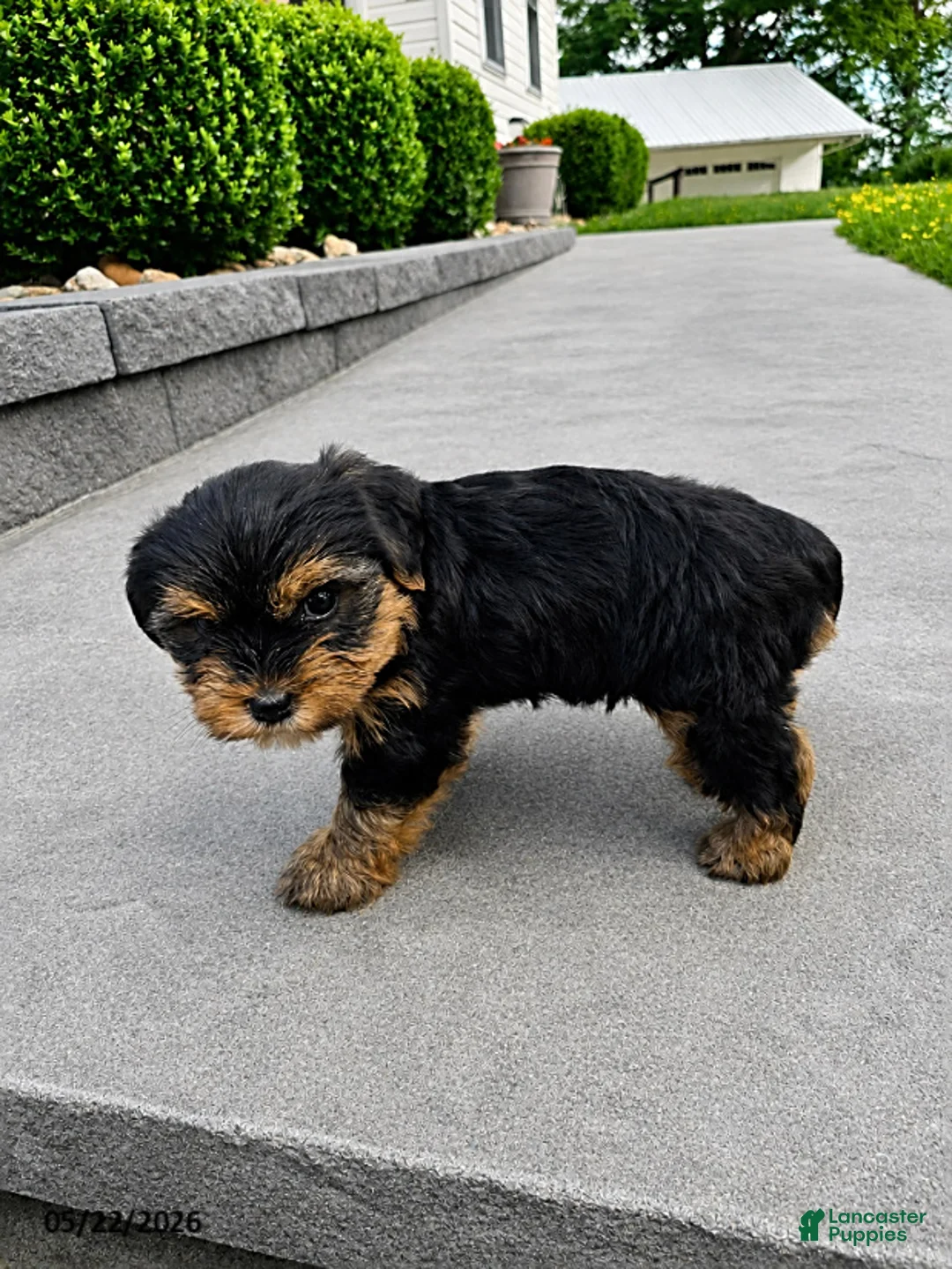Yorkshire Terrier dogs for sale: Teddy - Ad 4