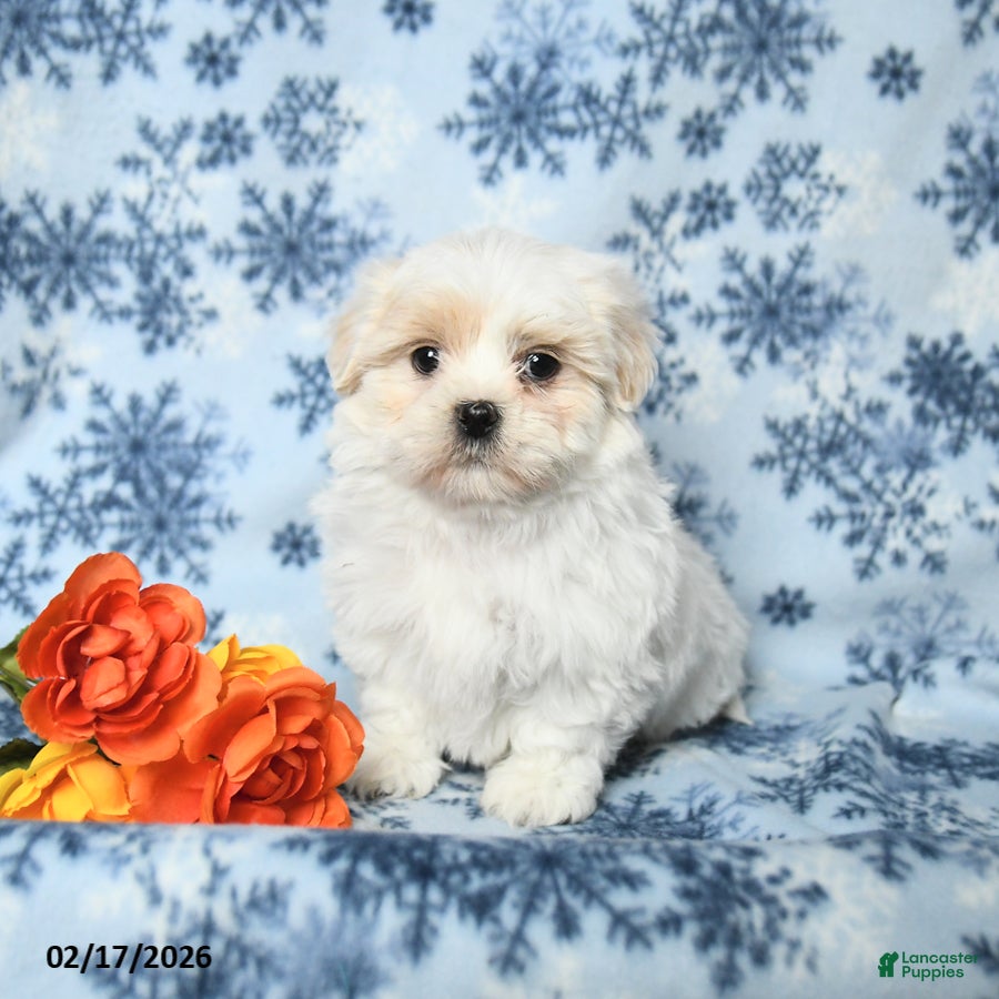 Teddy Bear dogs Max - Ad 2