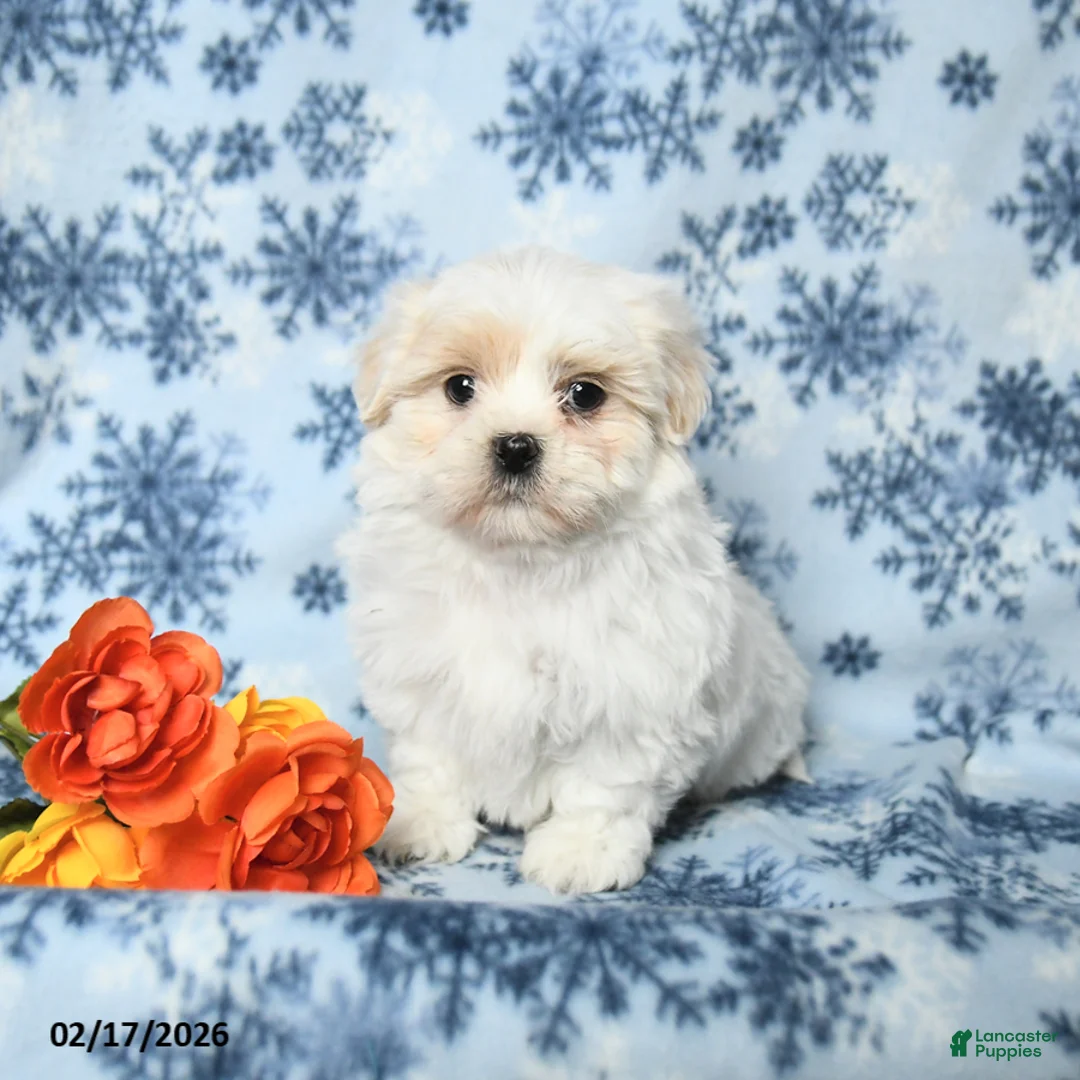 Teddy Bear dogs for sale: Max - Ad 2